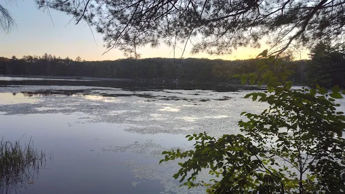 Beartown State Forest Site 10 6