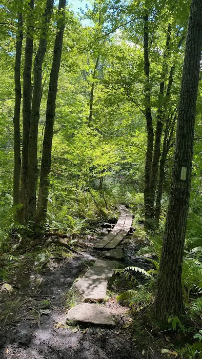 Beartown State Forest Site 10 7