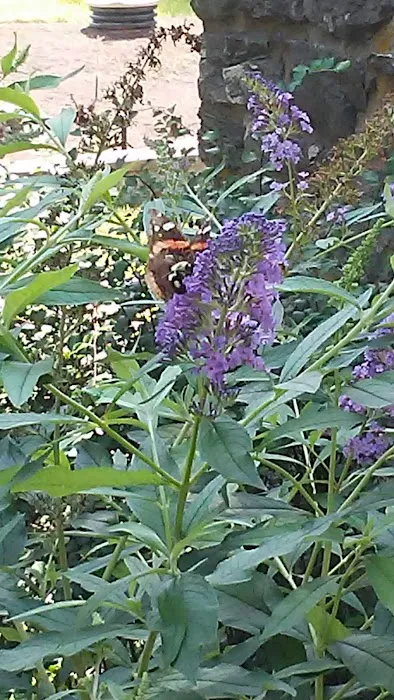 Mill Creek Camping Area 1