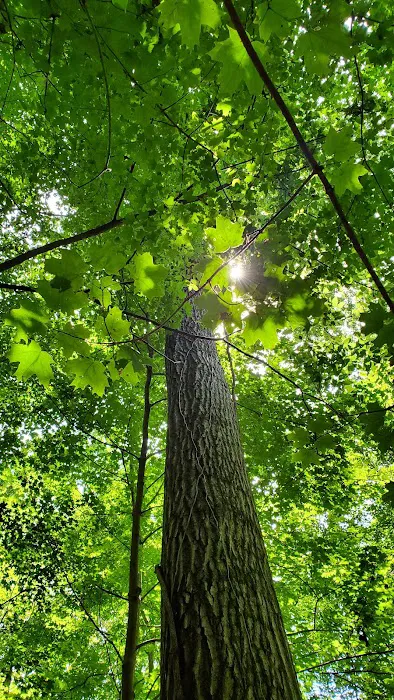 Mill Creek Camping Area 6