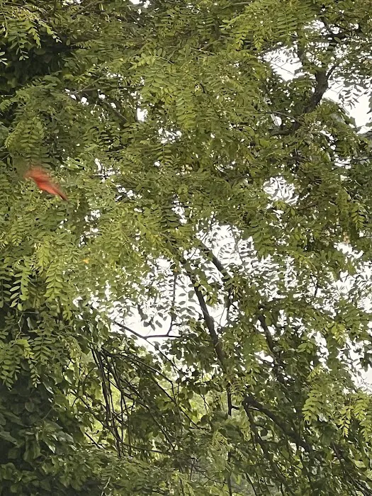 Trailer Village Park 1