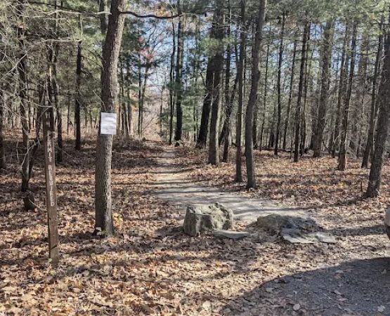 Weiser State Forest (Halderman Tract) Campsite H4 Tract)