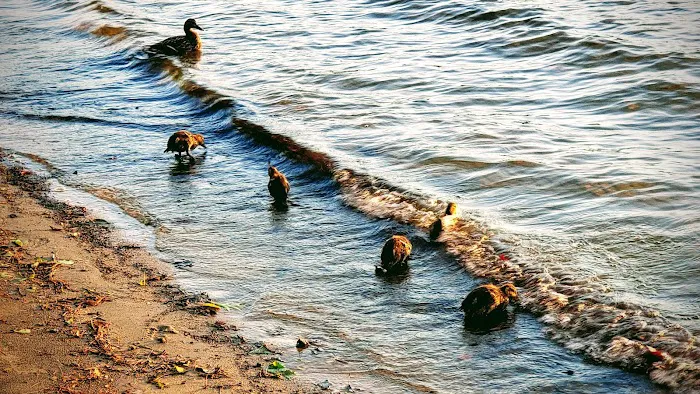 Tolland State Forest Campground 4