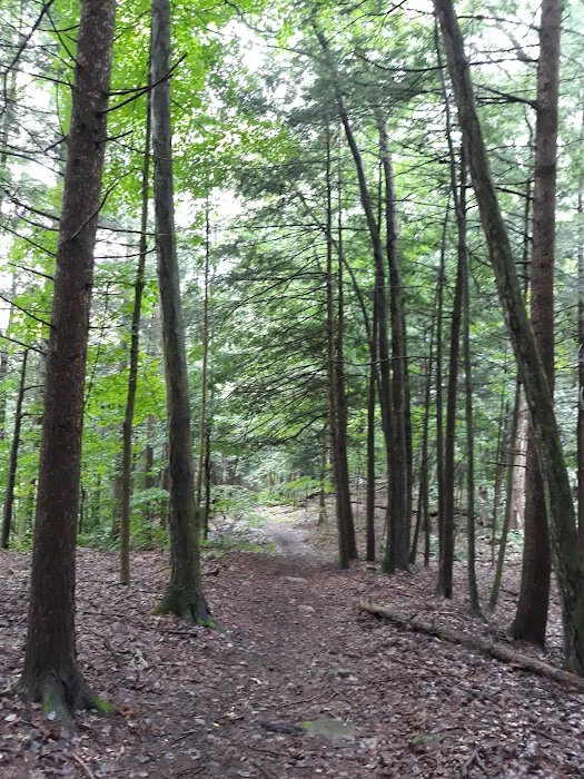 October Mountain State Forest Campground 8