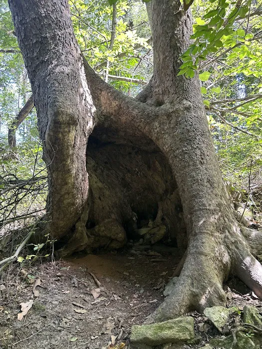 Susquehanna State Park Campground 9