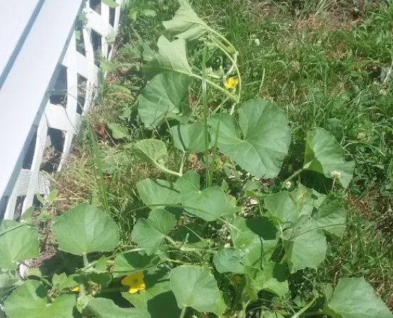 Cedar Springs Mobile Home Park