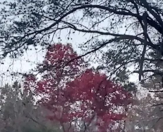 Edgewood Village Homes