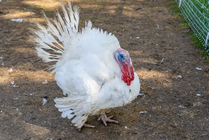 Huck and Buck Farm, LLC 4