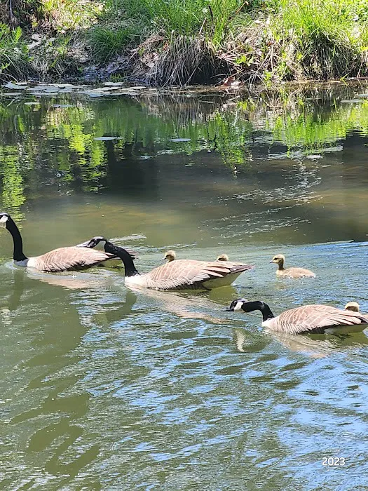 Forest Lake Campground 2