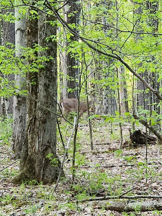 Forest Lake Campground 9