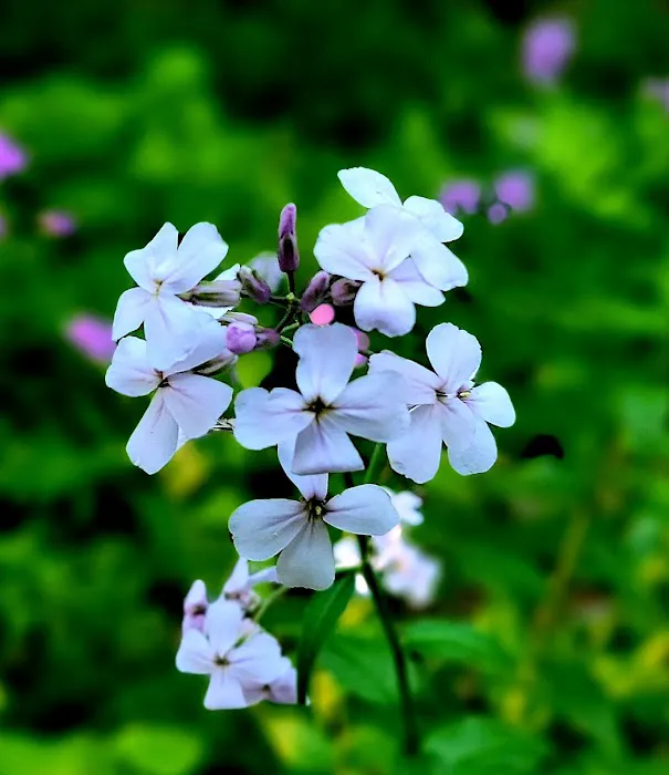 Waterfalls Campsite 3