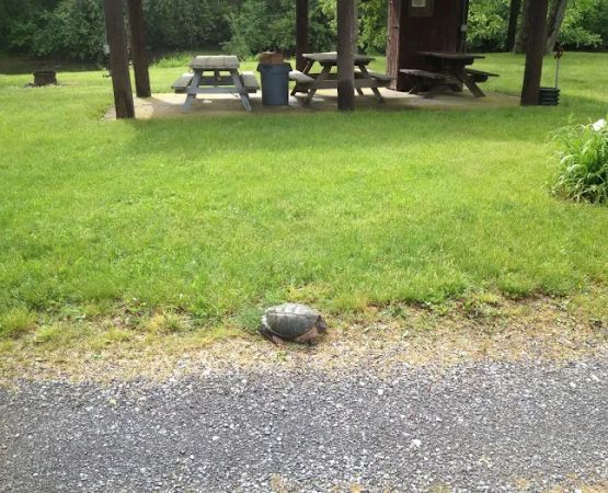 Irvin Swatara Acres Creekside RV & Camp Parks