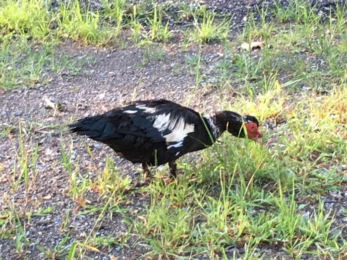 Irvin Swatara Acres Creekside RV & Camp Parks 2