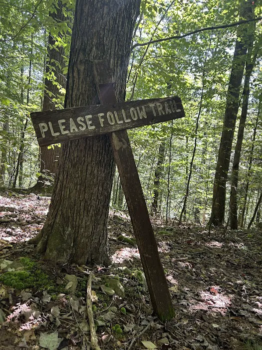 Loyalsock State Forest campsite #360 2