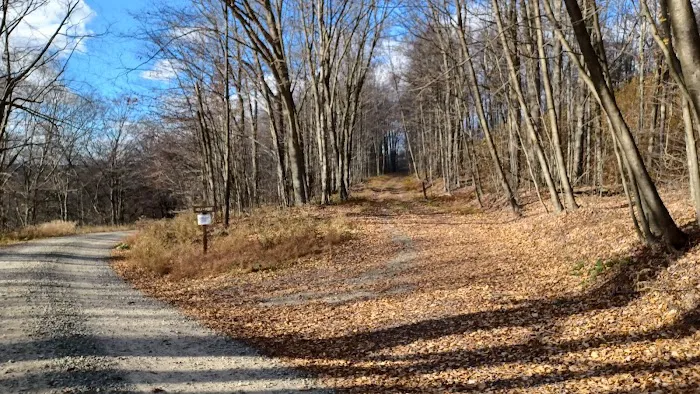 Loyalsock State Forest campsite #360 5