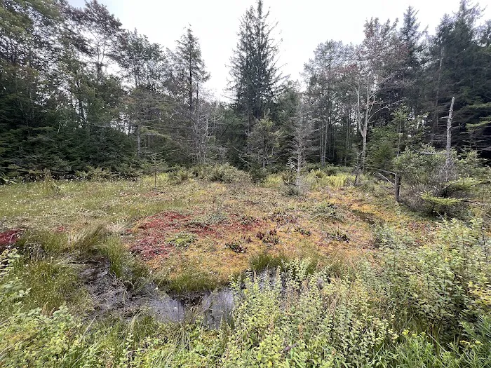 Loyalsock State Forest campsite #360 0