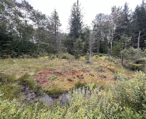 Loyalsock State Forest campsite #360