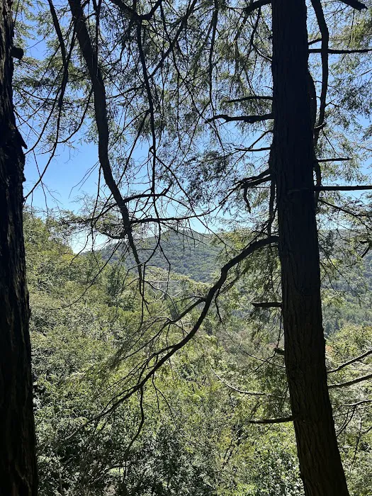 Loyalsock State Forest campsite #360 8