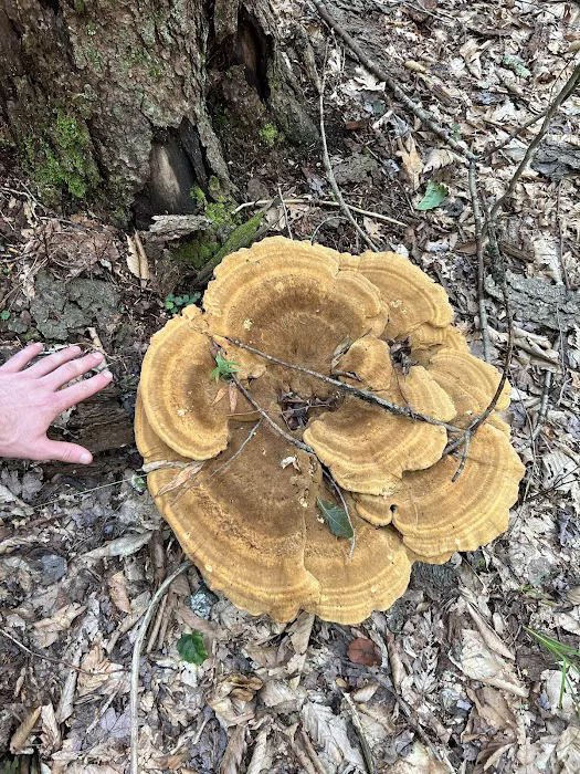 Loyalsock State Forest campsite #360 1