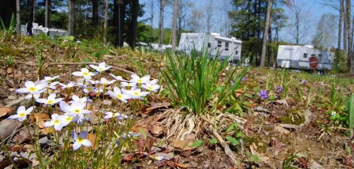 Pine Cradle Lake Family Campground 6