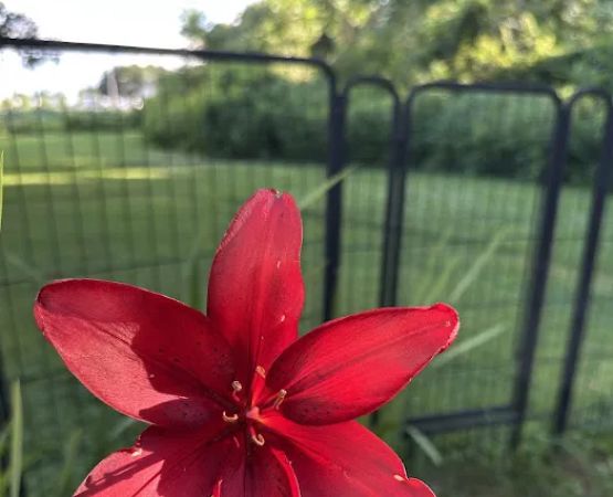 Red Hill Mobile Park