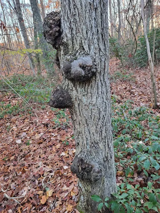 Youth Camping Site C 1