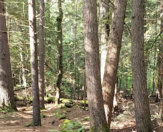 Fernwood Forest Campground