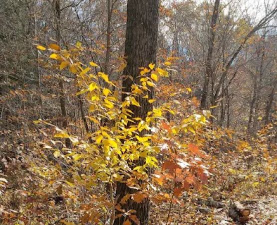 Indian Hollow Campground