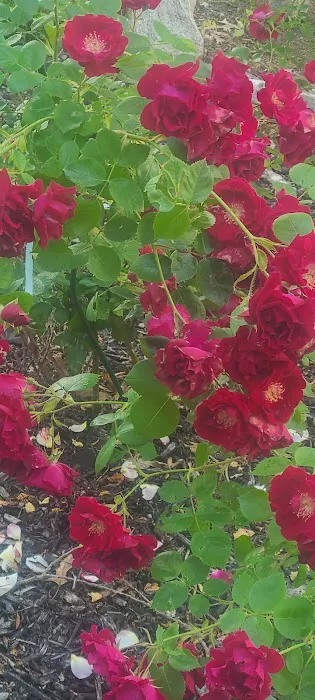 Evergreen Springs Manufactured Home Community 4