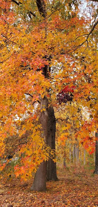 Skipper's Point Campground 9