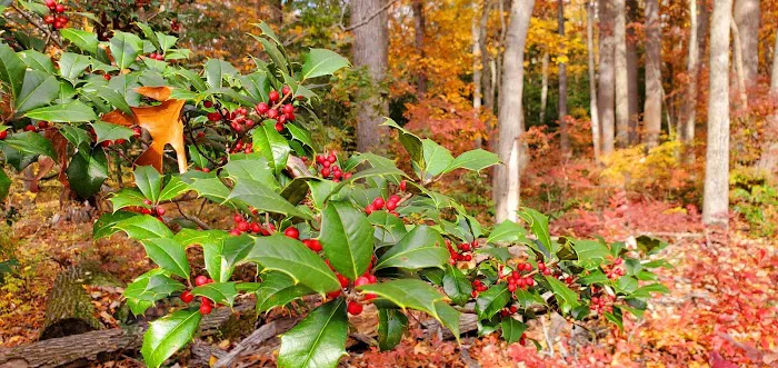 Skipper's Point Campground 4