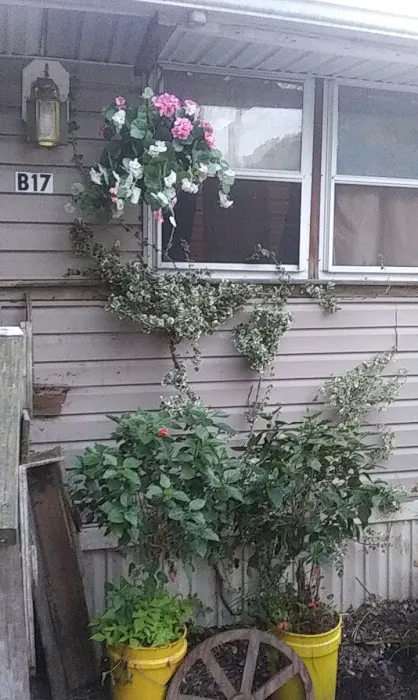 Stewart's Trailer Park 2