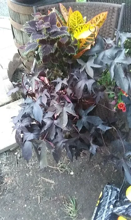 Stewart's Trailer Park 8