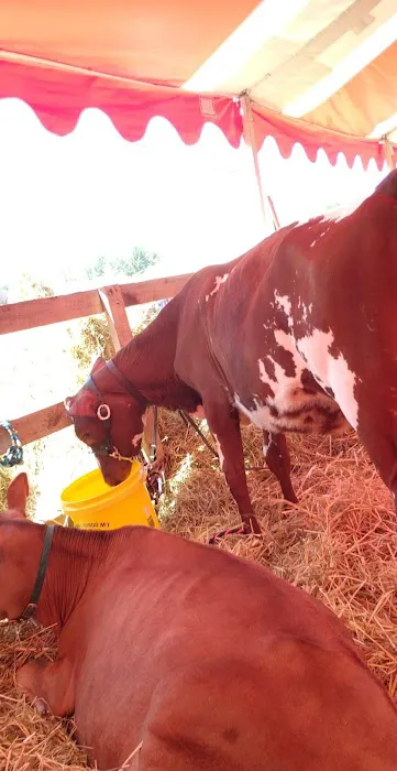 Iroquois Farm Showgrounds 4