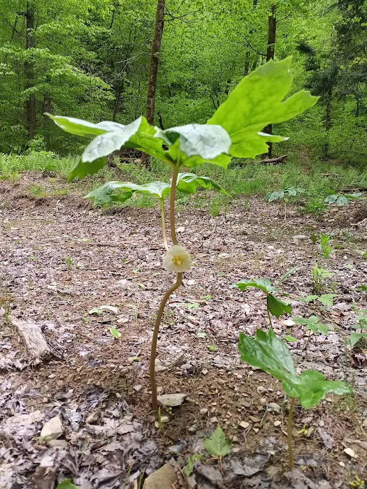 Alfheim Botanical LLC 0