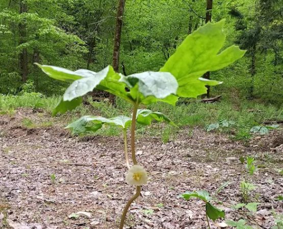 Alfheim Botanical LLC