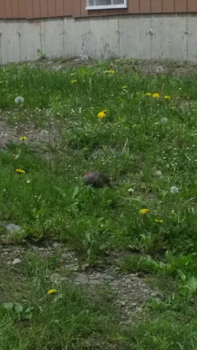 Pattersonville Mobile Homes 0