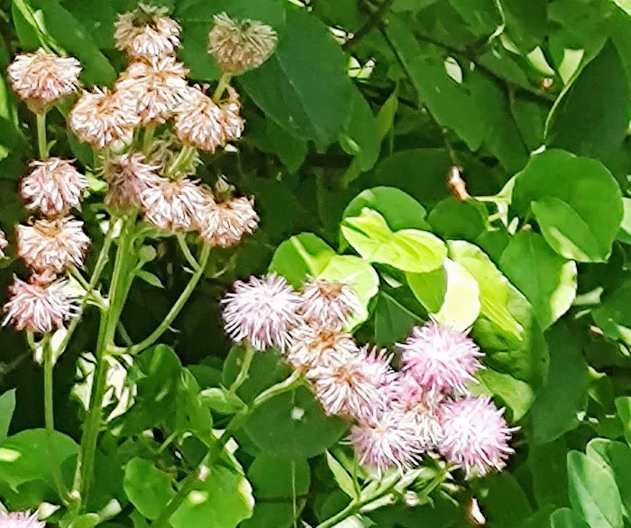 Equine Meadows Condominium 3