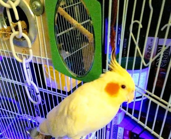 Pine Valley Mobile Court