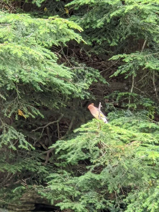 County Bridge Campground 2