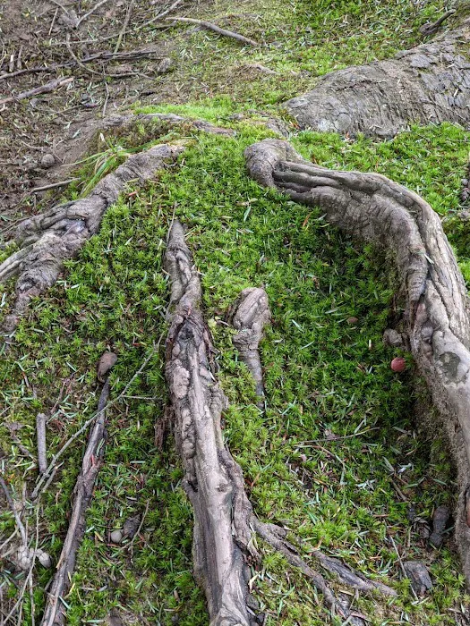 County Bridge Campground 8