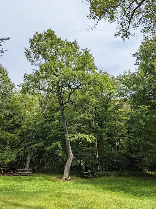 County Bridge Campground 3