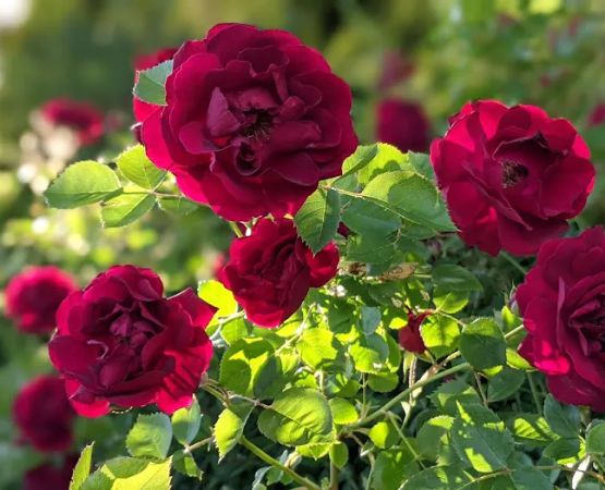 Town & Country Estates