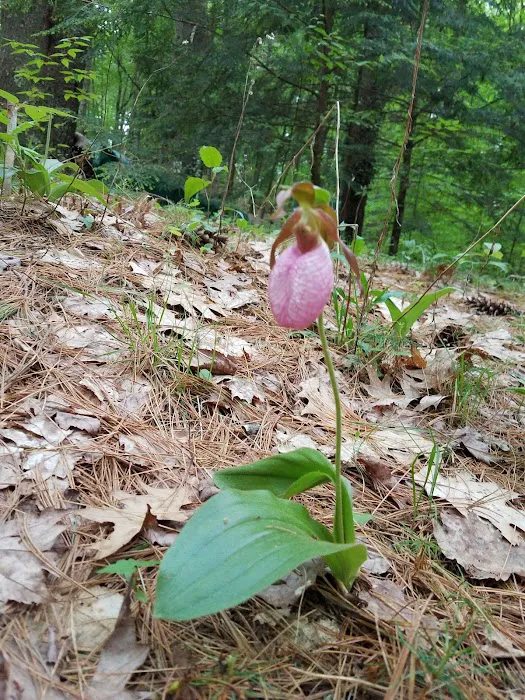 Partridge Hollow Campground 3