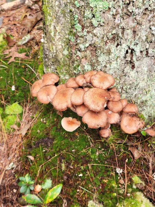 Devil’s Hopyard State Park Campground 3