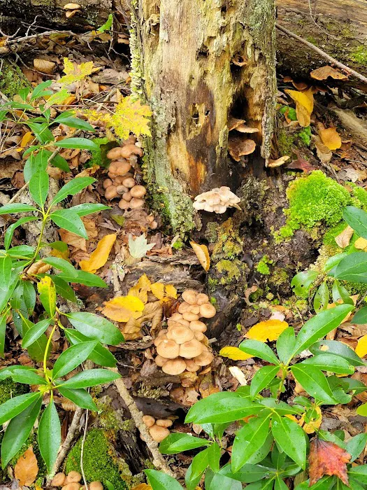 Devil’s Hopyard State Park Campground 7