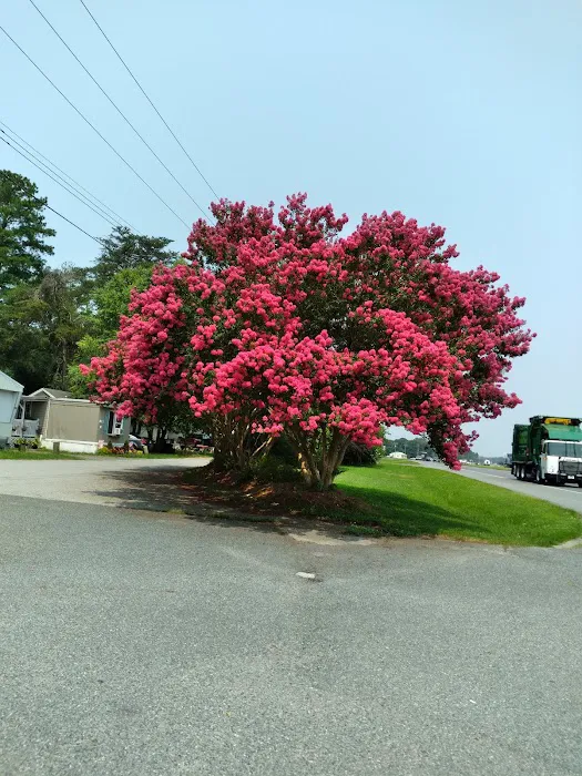 Pine Ridge Park MHP 5