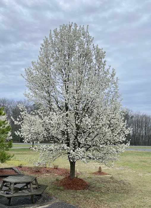 Pine Ridge Park MHP 4