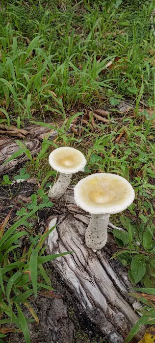 Holly Lake Campsites 1