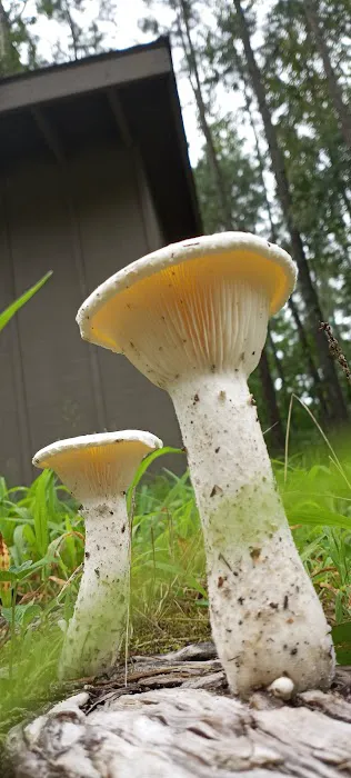 Holly Lake Campsites 5